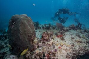 plongee-a-playa-del-carmen-le-spot-sous-estime